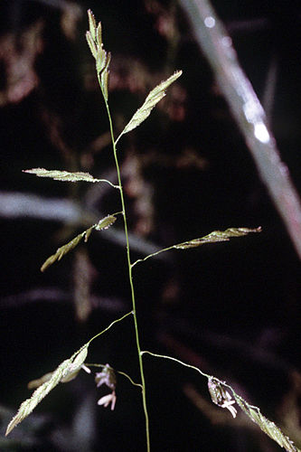 Leersia oryzoides